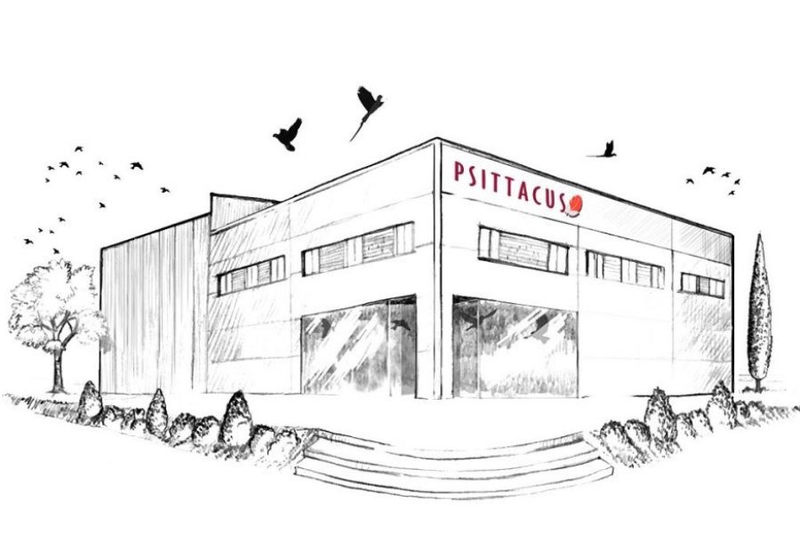 Psittacus